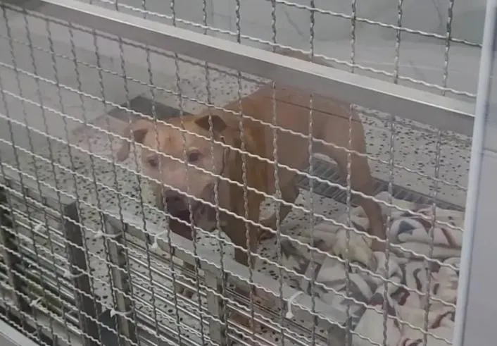 將比特犬Lucky視為兒子　飼主至今未探視、20萬罰鍰也還沒繳