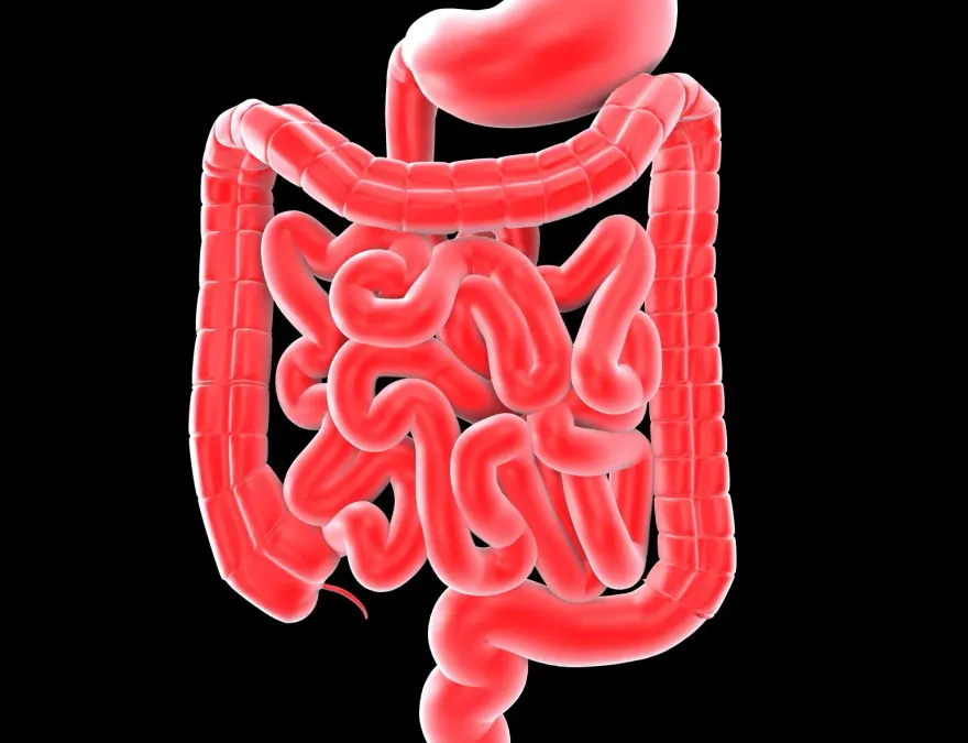 大腸癌年輕化元凶找到了？研究：童年期腸道壞菌恐為禍根