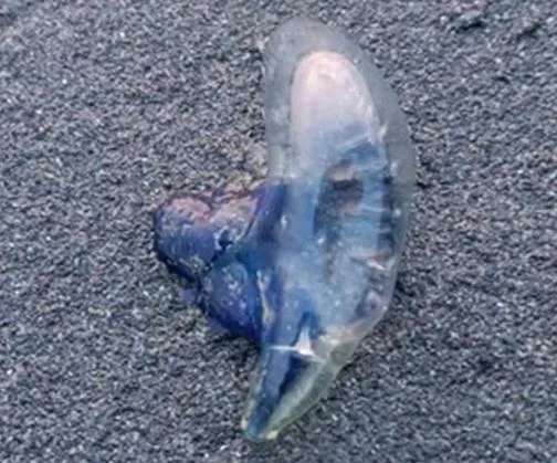 西子灣沙灘驚見劇毒「僧帽水母」　海洋局：嚴禁觸碰戲水
