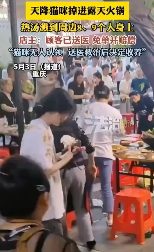 重慶火鍋店驚傳「貓墜鍋」意外！9人燙傷　小貓骨折住院