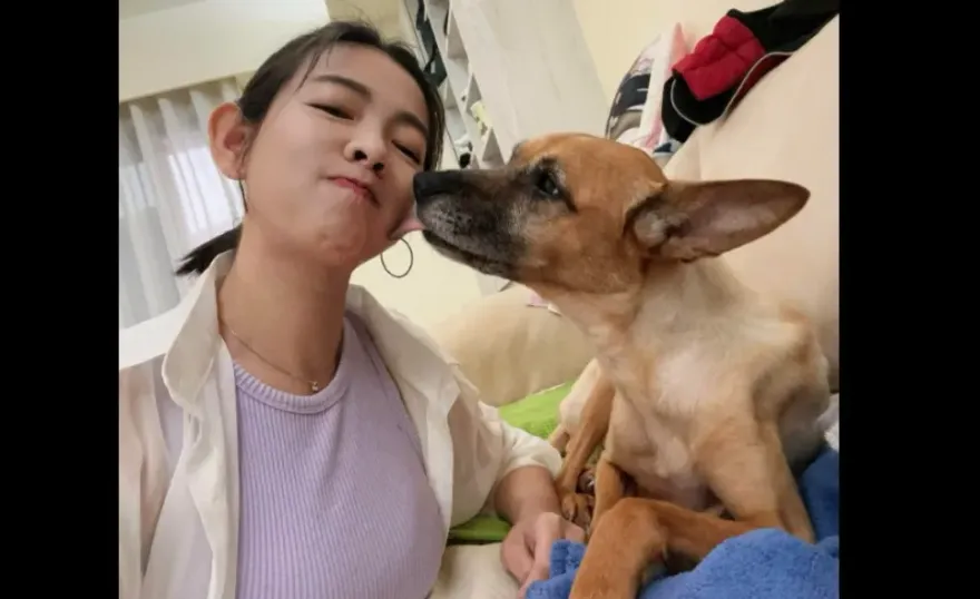 米可白愛犬胃癌！遇路人厭惡喊「都沒有肉」　理智線爆炸