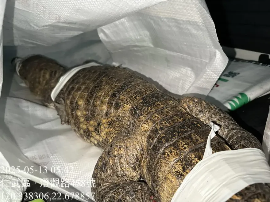 影/眼鏡凱門鱷凌晨高雄街頭散步？　居民驚見巨鱷趴趴走嚇壞