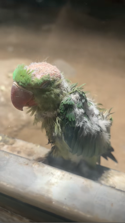 影/小鸚鵡被霸凌慘變「地中海」？北京動物園曝真相