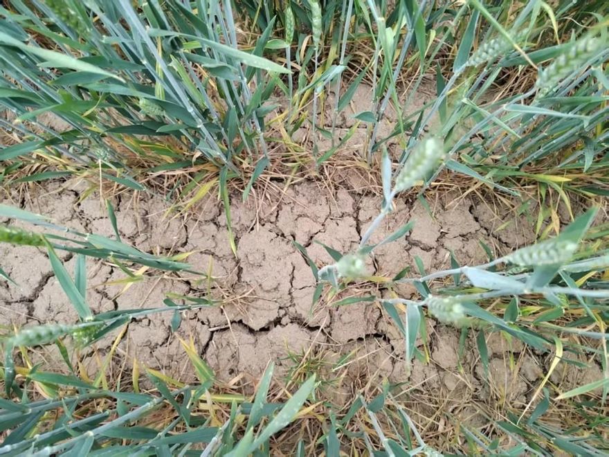 年後就沒雨！陸10省大旱農民買水澆地　陝西64年最「渴」