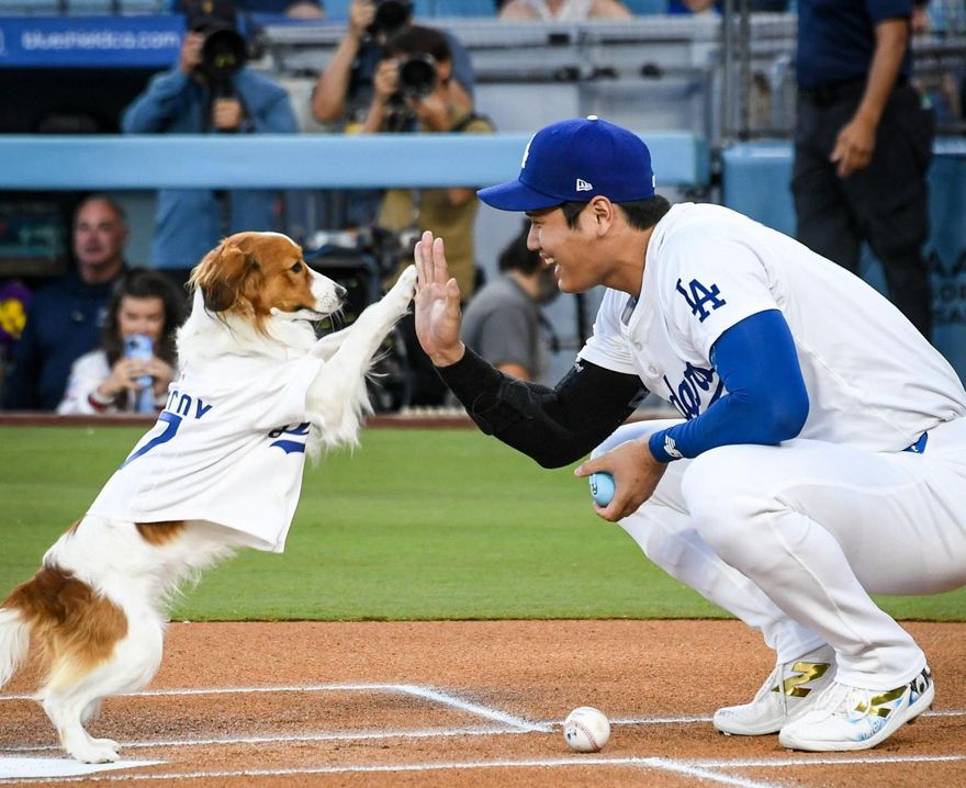 影/大谷翔平愛犬Decoy慶生　吃蛋糕鼻沾奶油萌度破表