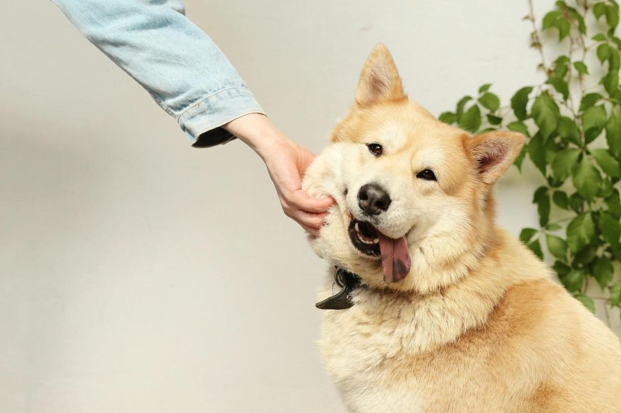鏟屎官注意！不只狗毛貓毛　飼料、玩具都是隱藏版過敏原