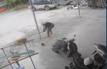 不滿狗踩西瓜園！男持棍亂棒狂揮小黃狗　心狠手辣畫面曝
