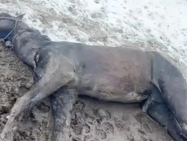 內蒙突降「5月雪」！20萬「半血馬」遭凍死牧民損失慘