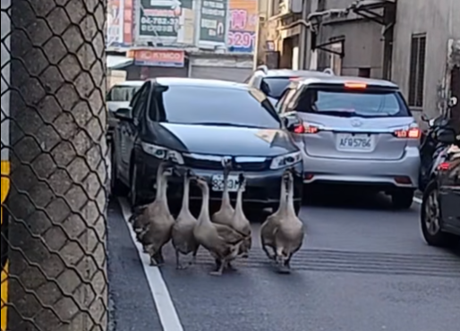 影/彰化「8土鵝」逛大街走向交流道！　網：燒鵝店偷跑？