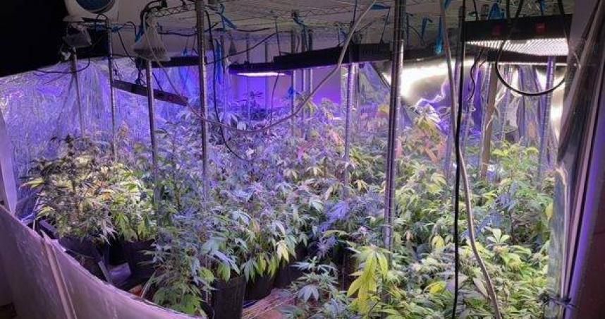 外籍絕命毒師台灣海撈！師徒爽種大麻　一條龍販售曝光