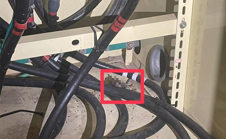 台南成大勝利校區爆停電逾1.5小時　「老鼠闖變電箱」惹禍