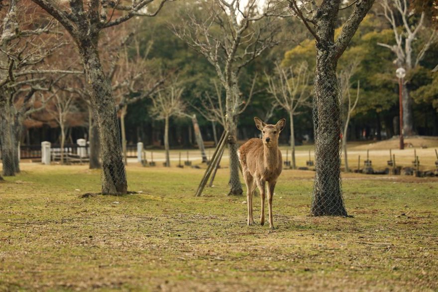 奈良公園現內衣偷拍！專挑外國女遊客　變態男認上傳YT牟利