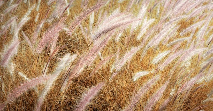 今天是芒種！當心筋骨痠痛　中醫推喝「除濕茶飲」保健