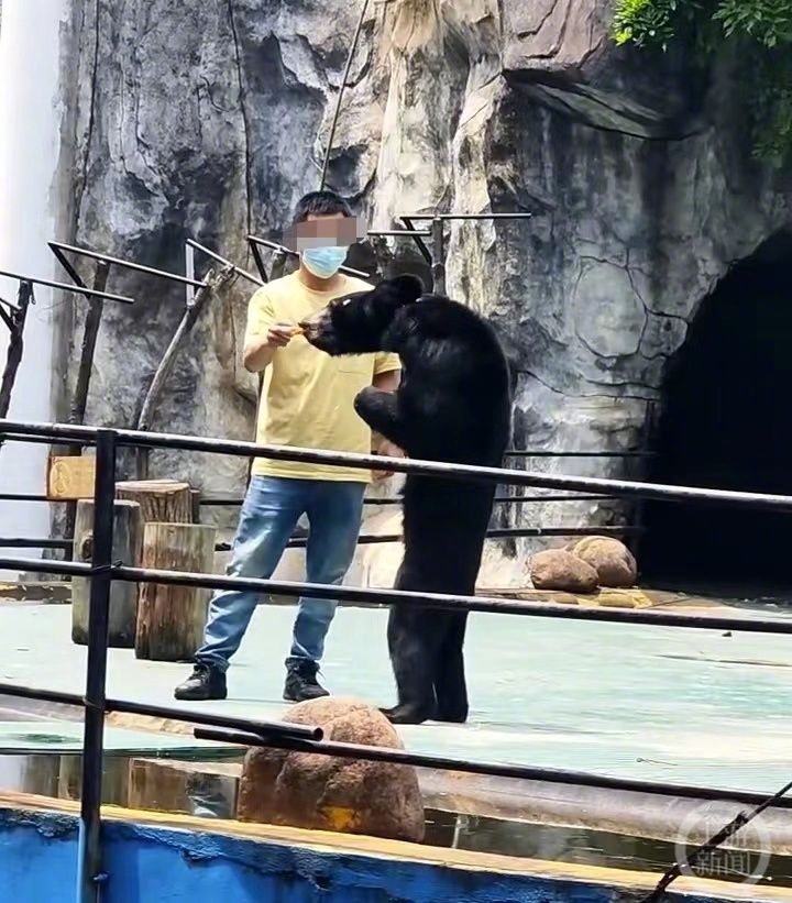 動物園「黑熊瘦成老鼠」？遊客心疼營養不良　園方：夏天掉毛才顯瘦