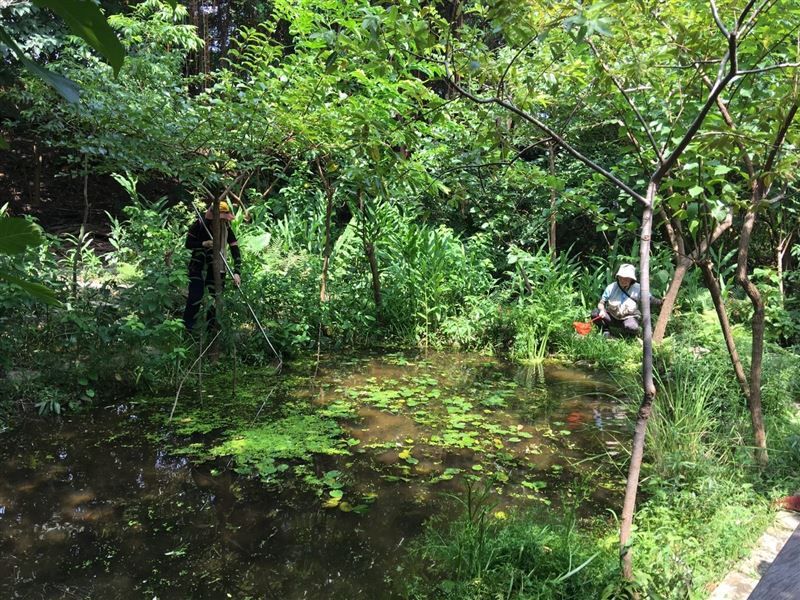 生態遭破壞！北市「螢火蟲公園」水池遭丟吐司　北市府籲勿汙染環境