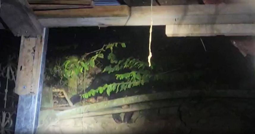 花蓮卓溪黑熊闖民宅「偷吃雞」！防熊噴霧上陣　林業署籲不獵殺快通報