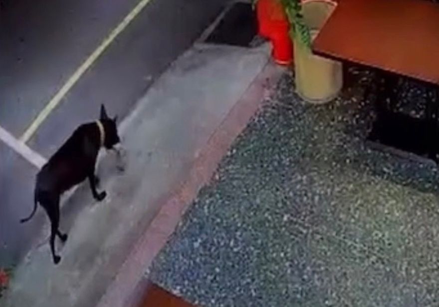 影/苗栗黑狗「撿到槍」！深夜叼LV束口袋回家　炸雞店主人打開驚呆
