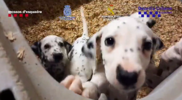 影/西班牙警方搗動物非法販運集團　解救近400隻毛寵逮13嫌犯