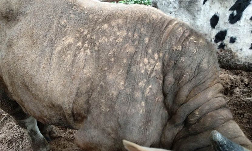 南韓出現境內首例「牛結節疹」　農食品部計畫撲殺其餘40頭牛