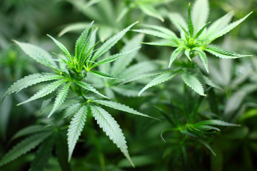 「大麻合法化」再掀討論潮！美國「吸大麻」人數比「吸菸」還多　創歷史新高