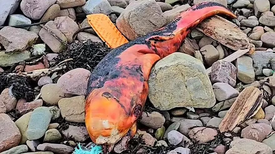 謎樣海洋生物入侵！亮橘色魚臉沒五官　專家一看滿頭問號