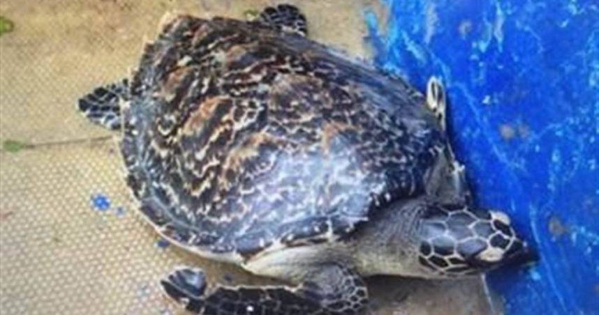 違法販賣保育類動物製品　男子網售玳瑁眼鏡下場曝光