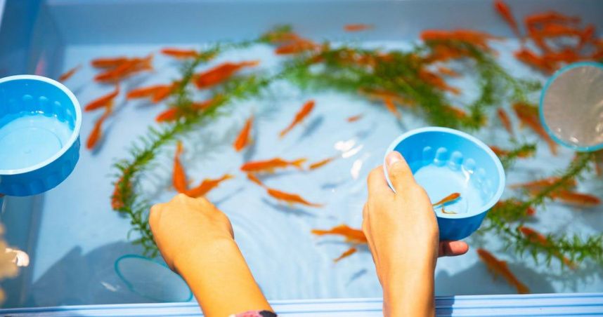 「夜市金魚」撈回家死超快...達人揭密：太緊張被嚇死恐是關鍵！