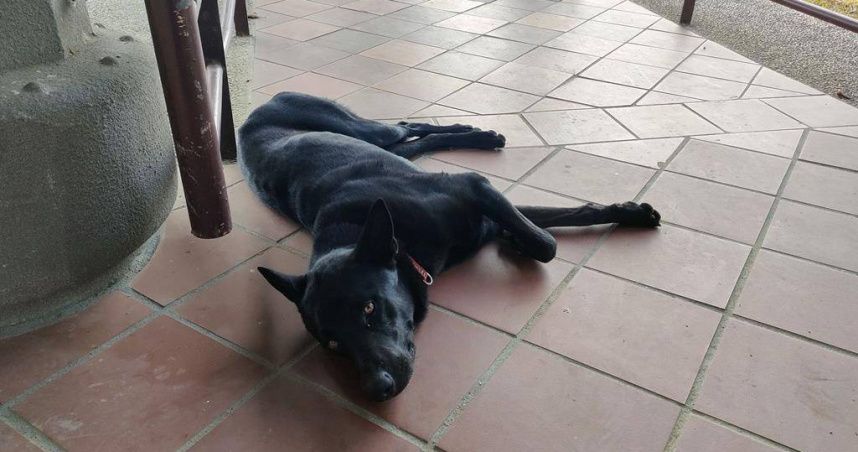 心太壞！嘉義表藝中心遭不肖人士放毒餌　2法鬥犬誤食一死一命危