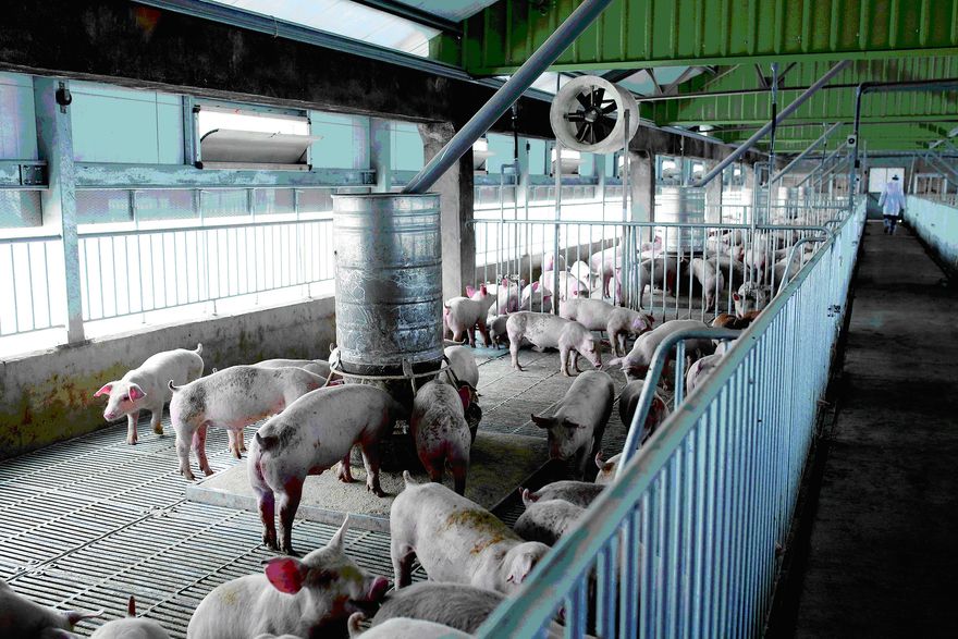 風暴擴大！台糖拍胸脯「絕對無瘦肉精」　急發聲明喊：國營事業絕不違法