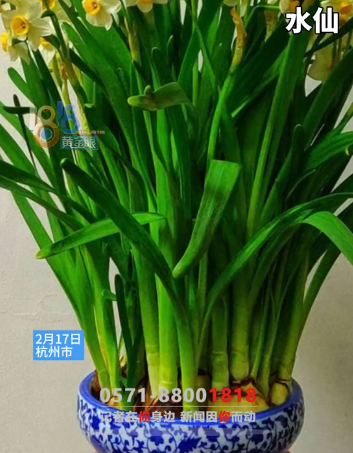 長得太像蒜苗！誤把有毒「水仙」吃下肚　夫妻倆「中毒狂嘔」急送醫