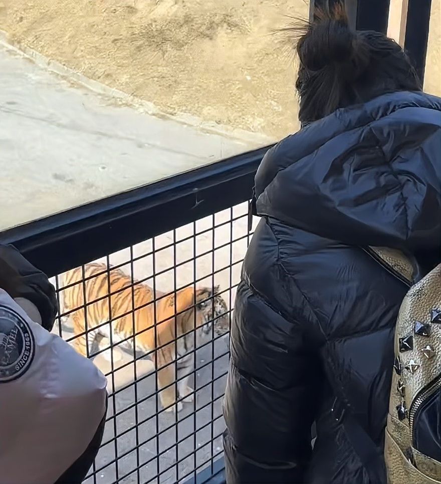 影/最壞身教！女子拿飲料潑灑動物園老虎　被勸阻後腦羞反嗆：關你什麼事？