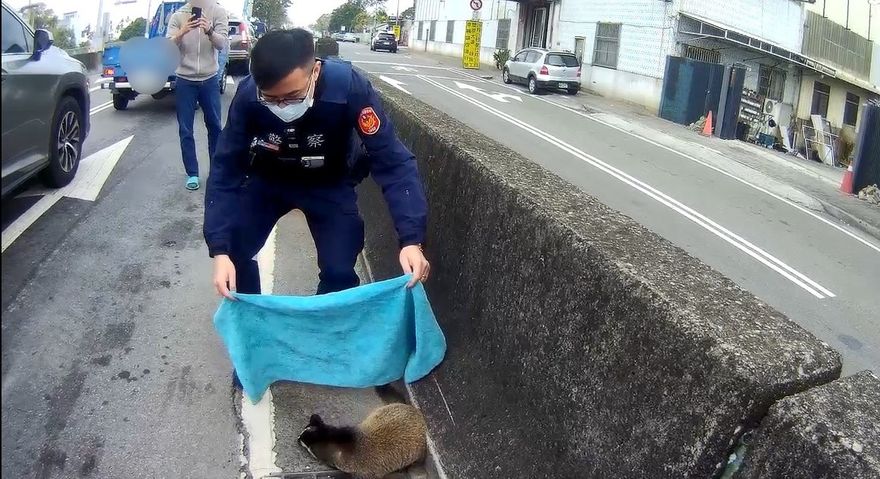 台中驚見白鼻心逛大街！驚嚇咬警　驚險圍捕畫面曝光