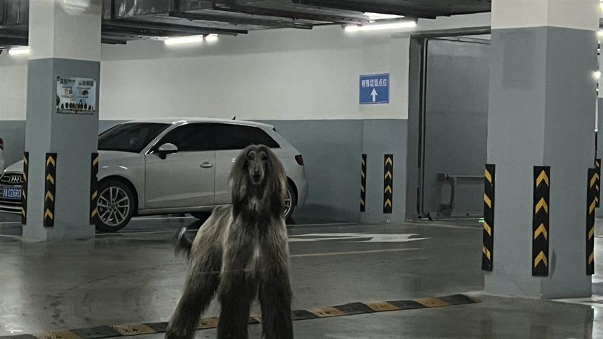 影/社區停車驚見「龐然大狗」吠叫　一家三口被嚇到不敢下車