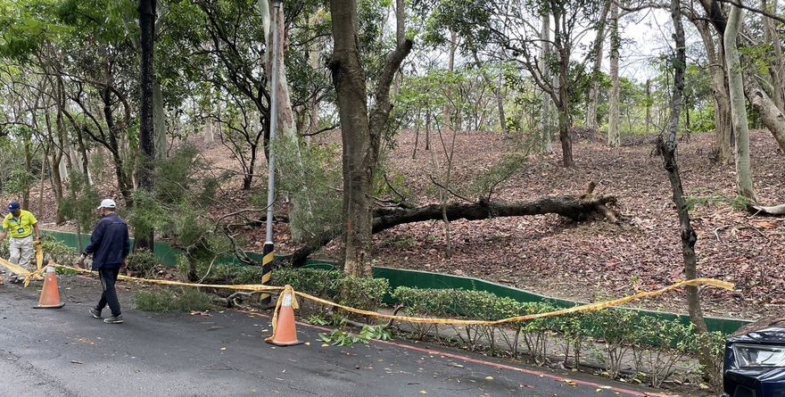 快訊／強風豪雨狂灌高雄！男步行澄清湖畔遭路樹砸頭　經搶救仍不治身亡