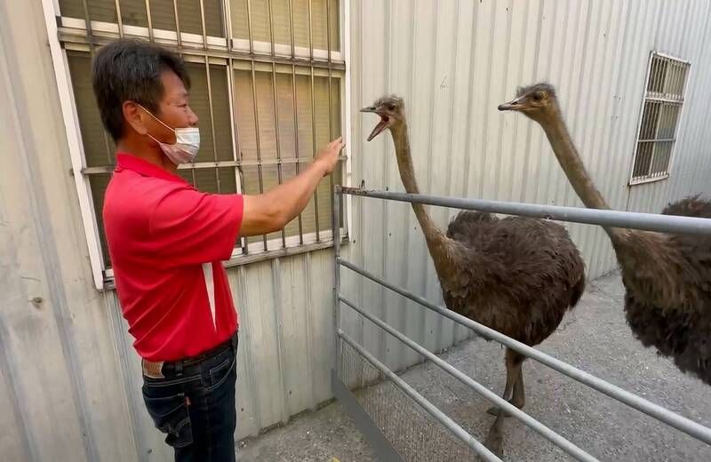 飼主現身收4600罰單！逃家鴕鳥賭氣咬他「太晚來了」　他開心喊：平安就好