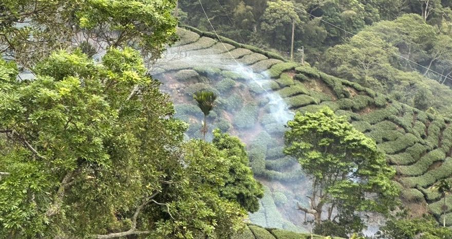 影/高壓電纜斷裂火燒茶園！求償卻被草率推託「天然災害」　台電道歉了