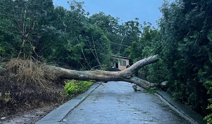 苗栗苑裡雨彈侵襲！大樹倒塌壓斷電桿　33戶停電