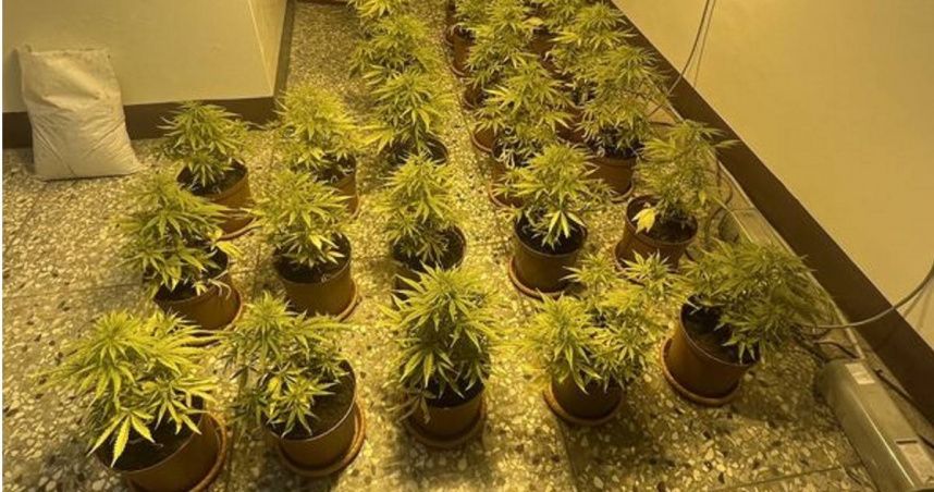 和美透天厝飄異味！警破門找嘸人　赫見大麻種滿屋…連衣櫃也變農場