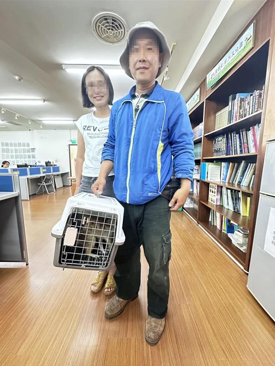 影／一定要幸福！走失狐獴「丁滿」開放領養　 97人登記…南投夫妻中籤