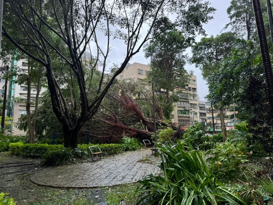 快訊/強颱凱米摧殘！台北樹倒扯斷電線　內湖575戶停電
