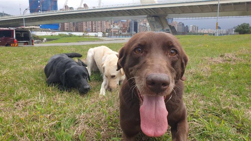 北市退役搜救犬Uny找新家！即日起開搶申請　期限只到八月底