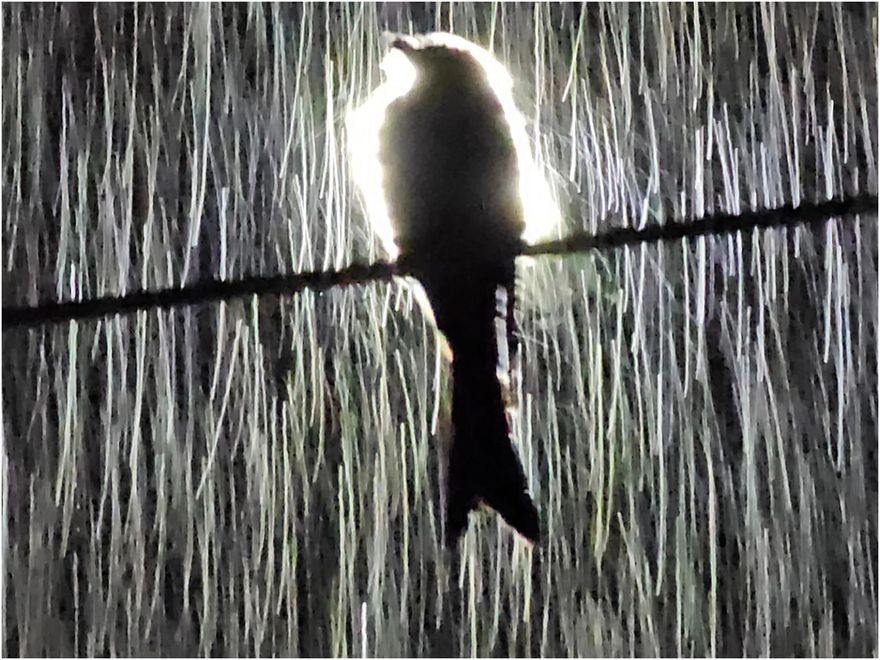 畫面有歌！「霸氣烏秋」夜中淋雨自帶背景光　逾萬人朝聖驚喊：好帥氣