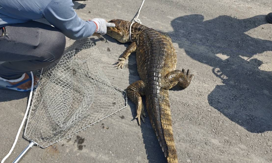 高屏溪驚見逾2米長鱷魚！「以雞誘捕」花3小時成功　屏縣府籲：別自己抓