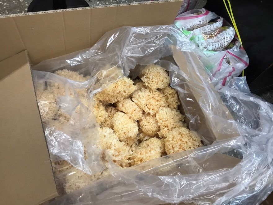 菊花驗出3種農藥超標！北市揪4件中藥材不合格　白木耳也上榜