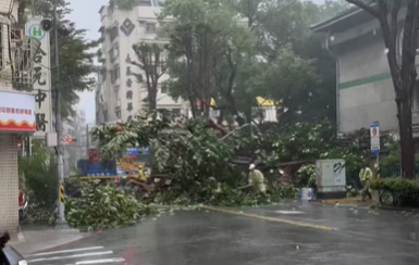 康芮強風豪雨摧殘！新北永和民權路「路樹倒塌」釀災　道路緊急封閉