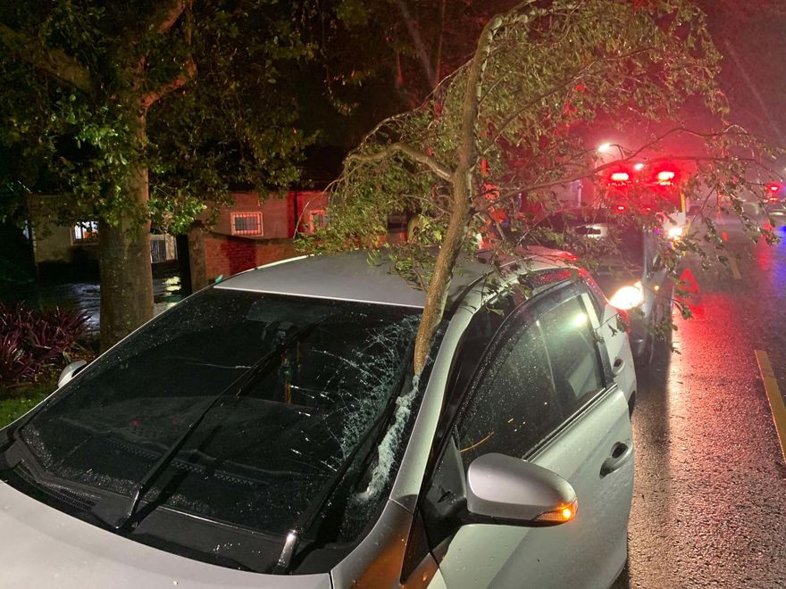 生死瞬間曝！車經綠色隧道擋風玻璃突遭「樹幹驚悚插穿」　嘉義警緊急助脫困