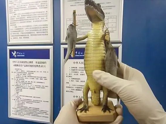 走私品無奇不有！陸海關機場查獲「鱷魚」　旅客辯：收藏用