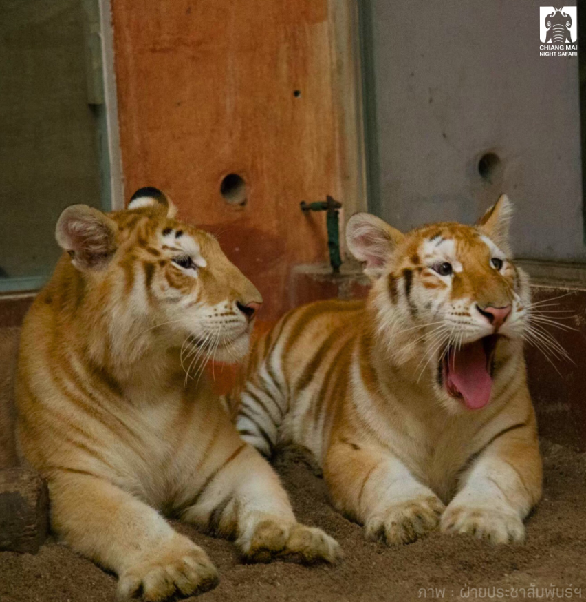 泰動物園罕見「黃金虎姐妹花」　天然呆模樣像貓咪人氣夯