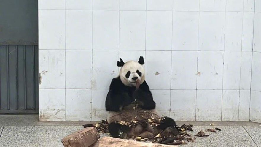影/「隔螢幕看都好痛」！貓熊耳朵被同伴咬成V形　園方稱繁殖期太激動