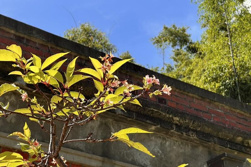 台南水道博物館河津櫻竟在9月開花　館方研判受氣候影響